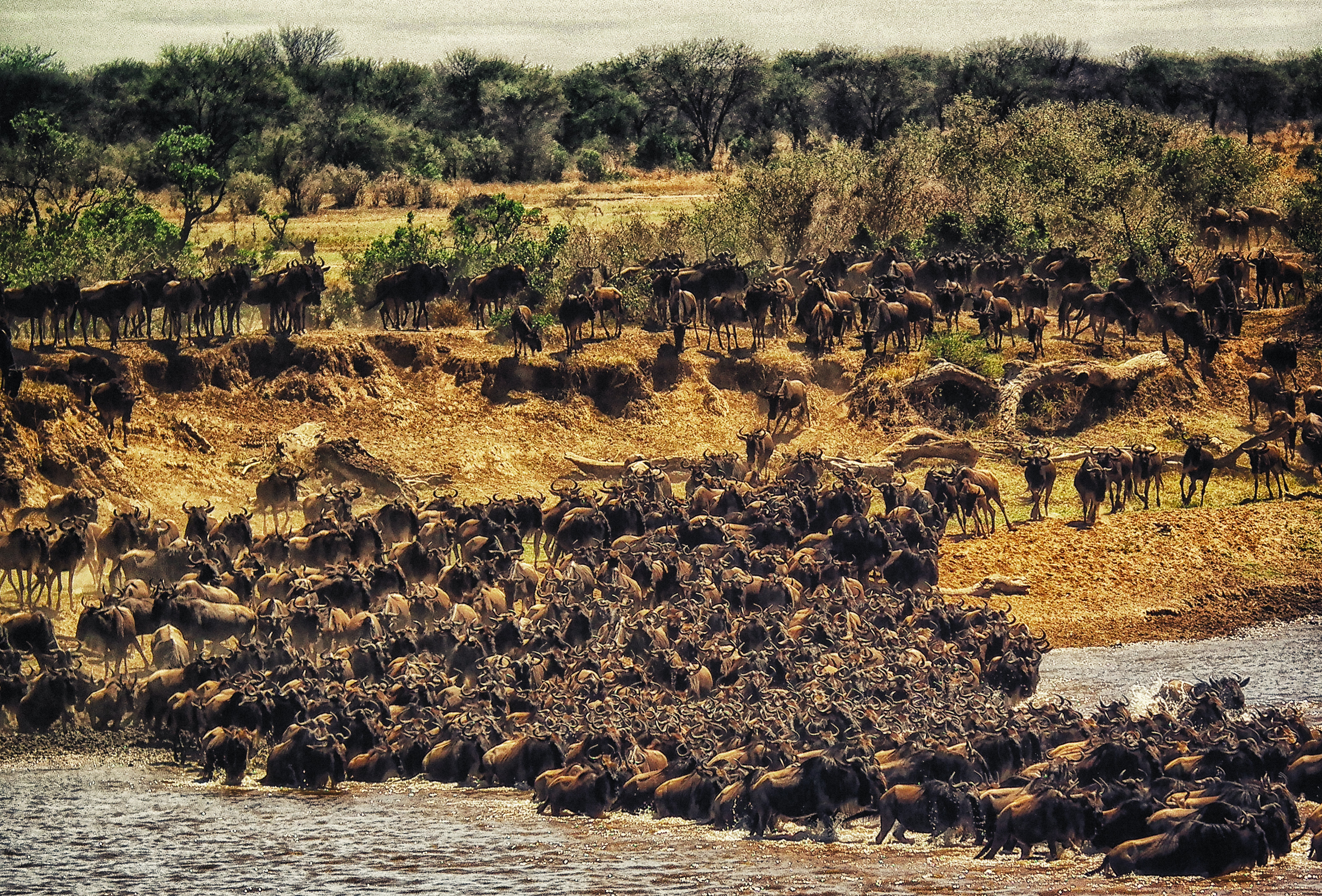 5 Days Tanzania Serengeti migration Mara River crossing Safari 5 Days Tanzania Serengeti migration Mara River crossing Safari