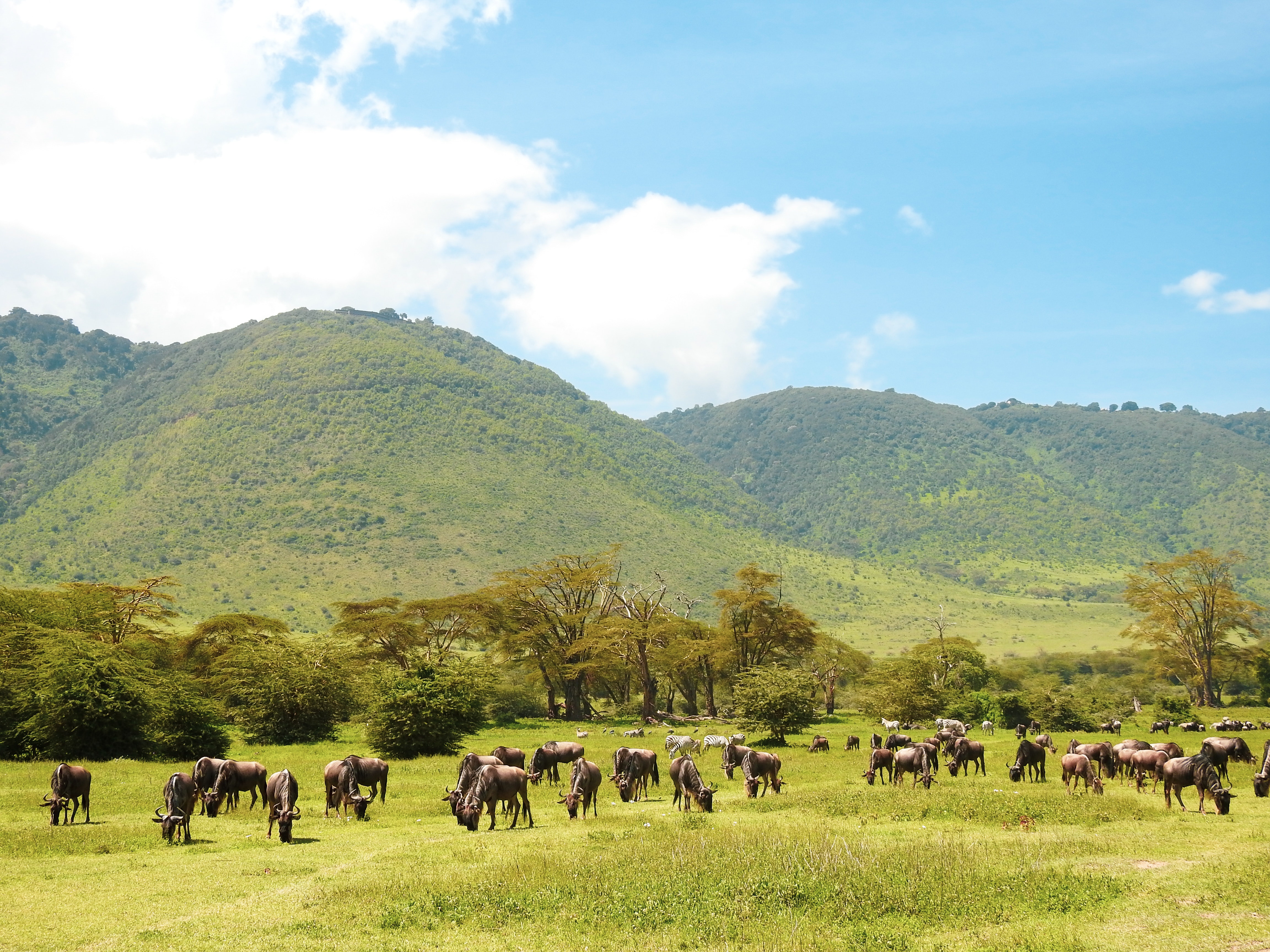 Top 5 Days Tanzania Serengeti Migration Safari Top 5 Days Tanzania Serengeti Migration Safari