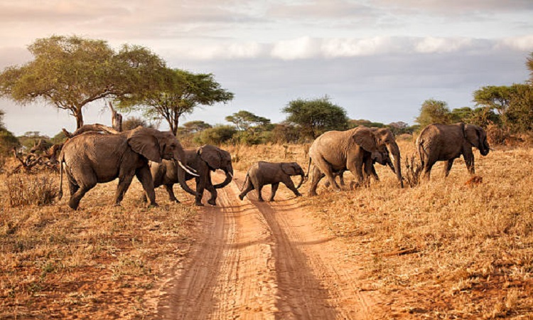 Tanzania Majestic Wildlife Safari Tour to Tarangire & Ngorongoro crater Tanzania Majestic Wildlife Safari Tour to Tarangire & Ngorongoro crater