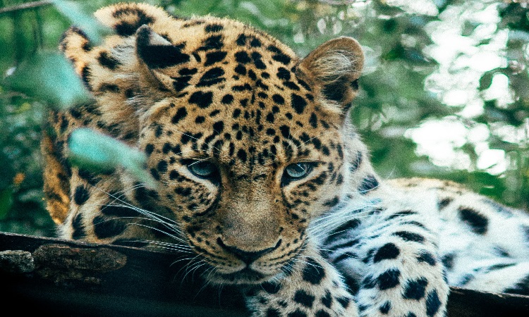 7 days Tanzania Luxury Private Safari – Tarangire, Serengeti, Lake Manyara, and Ngorongoro Crater 7 days Tanzania Luxury Private Safari– Tarangire, Serengeti, Lake Manyara, and Ngorongoro Crater