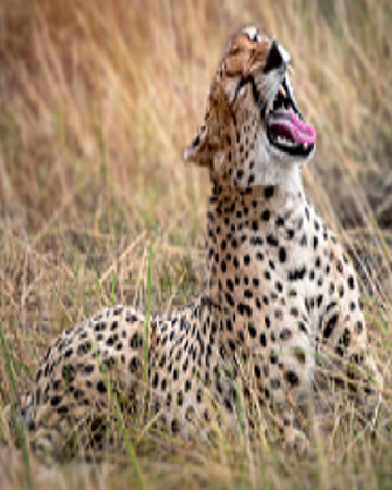 4 Days Tanzania Safari Tour Package