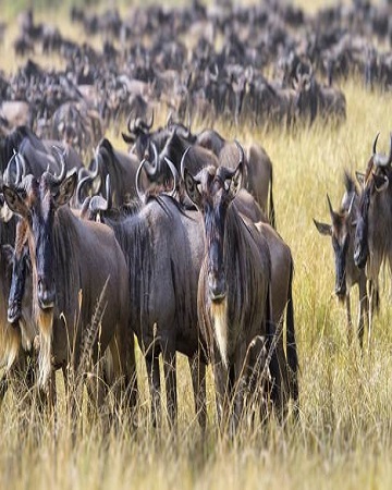 Tanzania Safari Tour Packages in 2024,2025 | Widerange African Safaris