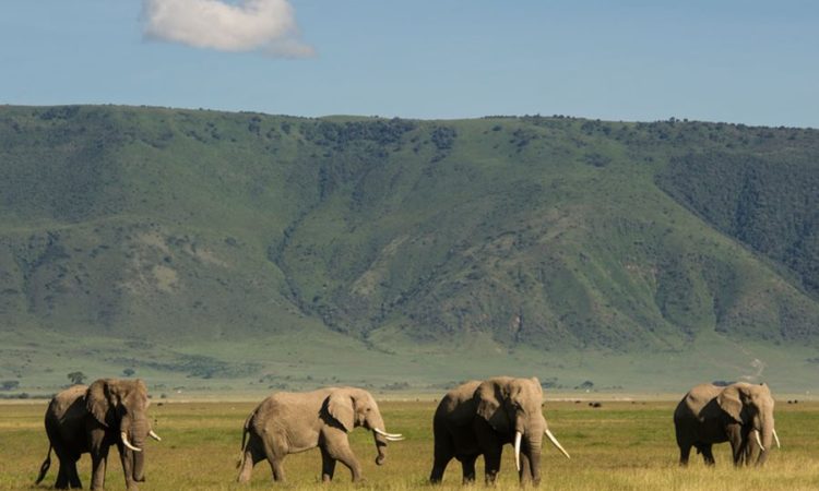6 days Tanzania safari to Arusha, Tarangire, Lake manyara, Serengeti National Parks & Ngorongoro crater