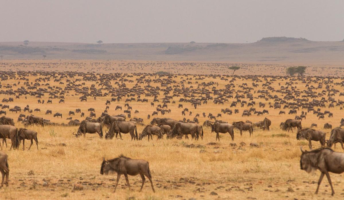 6 days Tanzania safari to Arusha, Tarangire, Lake manyara, Serengeti National Parks & Ngorongoro crater