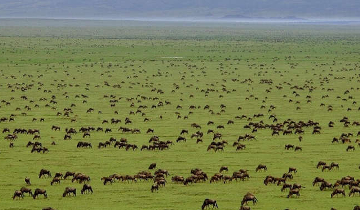 4 days Tanzania safari to Serengeti, Lake Manyara & Ngorongoro crater 4 days Tanzania safari to Serengeti, Lake Manyara & Ngorongoro crater