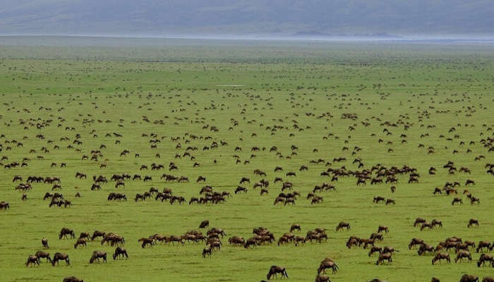 6 days Tanzania safari to Arusha, Tarangire, Lake manyara, Serengeti National Parks & Ngorongoro crater