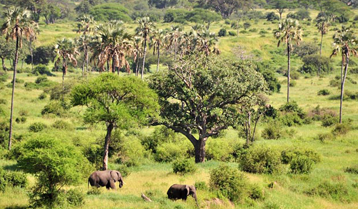 3 Days serengeti Migration-Ngorongoro crater safari